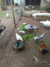 Coppia di galline appezzell