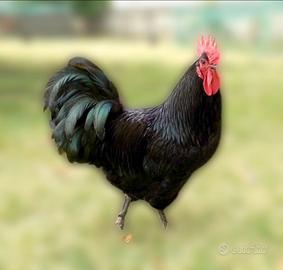 Australorp