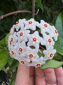 Hoya pianta