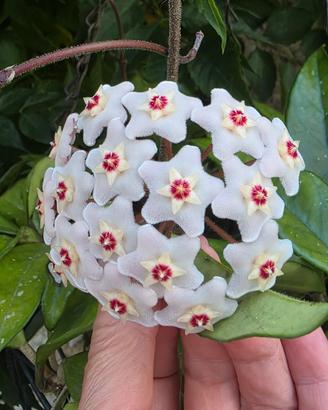 Hoya pianta