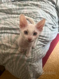 Sphynx variante brush