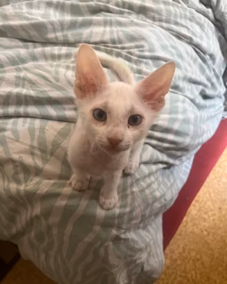 Sphynx variante brush