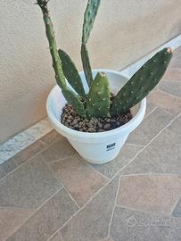 pianta di cactus in vaso bianco 