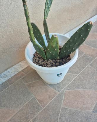 pianta di cactus in vaso bianco 