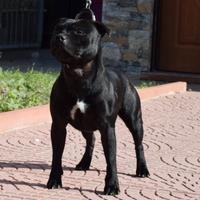 Staffordshire bull terrier