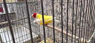 Diamanti di gould