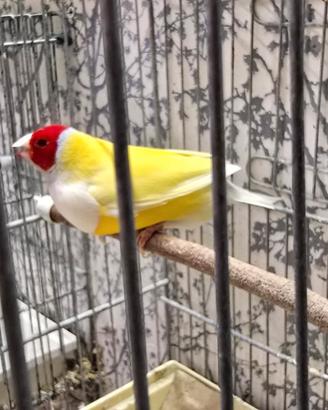 Diamanti di gould