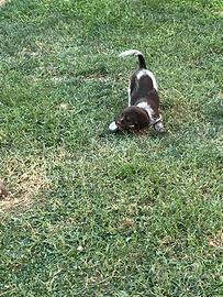 Ultimi Cuccioli da Tartufi - Bracco x Lagotto