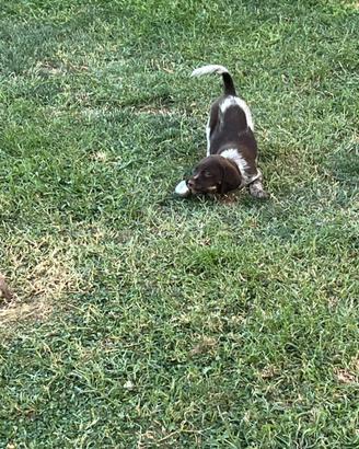 Ultimi Cuccioli da Tartufi - Bracco x Lagotto