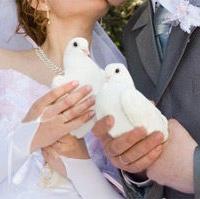 Coppia colombe bianche per matrimoni