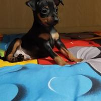 Cucciolo di pincher nano