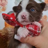 Cuccioli chihuahua pelo lungo