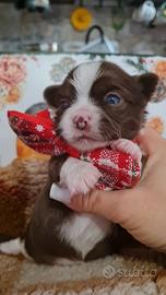 Cuccioli chihuahua pelo lungo