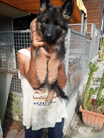 PASTORE TEDESCO cuccioli