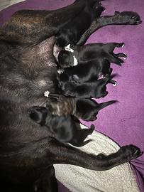 Cuccioli di cane