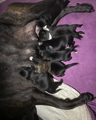 Cuccioli di cane