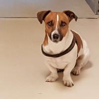 Jack russell