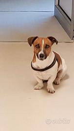 Jack russell