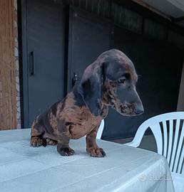 Cucciola di Bassotto