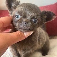 Chihuahua molto piccolino