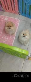 Spitz pomerania
