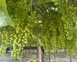 Azienda agricola