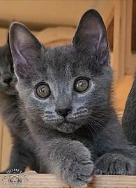 Cuccioli di razza certosino da allevamento