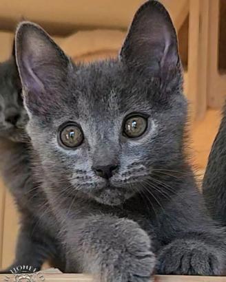 Cuccioli di razza certosino da allevamento