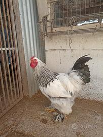 Gallo brahma bianco Columbia 2025