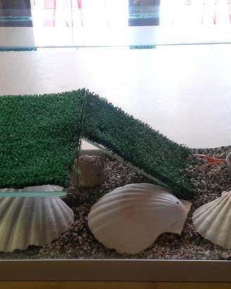 Acquario per tartarughe 