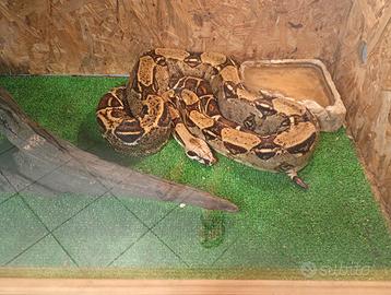Boa costrictor imperator