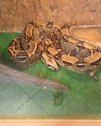 Boa costrictor imperator