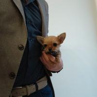 Chorkie teacup da Chihuahua e Yorkshire