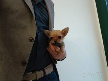 Chorkie teacup da Chihuahua e Yorkshire