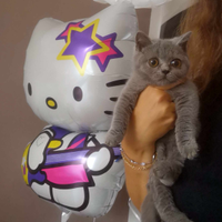 Cuccioli di British Shorthair alta genealogia