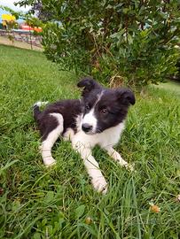 Cuccioli di Border Collie