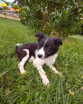 Cuccioli di Border Collie
