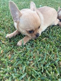 Cucciolo chihuahua