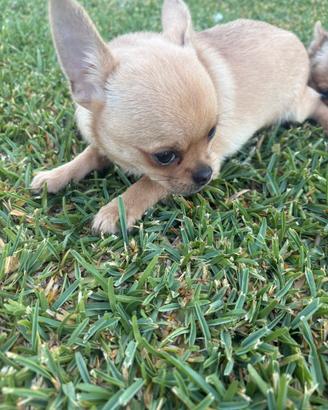 Cucciolo chihuahua