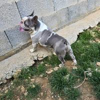 Bulldog (bouledoghe) francese maschio