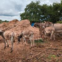 Asine amiatine e asine vierbesi certificate