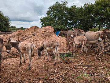 Asine amiatine e asine vierbesi certificate