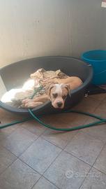 American Bulldog