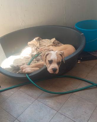 American Bulldog