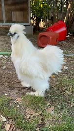 Gallo Moroseta