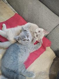 Gattini British Shorthair vaccinati e sverminati