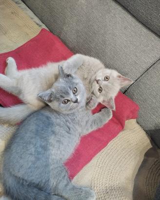 Gattini British Shorthair vaccinati e sverminati