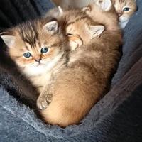 British, maschio e 2 femmine, 1 mese