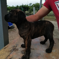 Cuccioli di cane corso