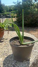 Aloe vera